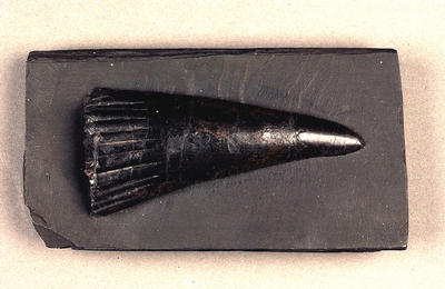 Fossil fish tooth
