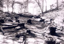 Fossil Grove 1880s