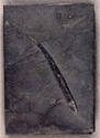 Fossil shark spine