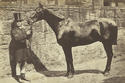 Groom holding horse